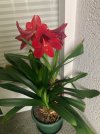Amaryllis-H*Amarylis-A08*26-04-13.jpg