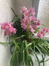 Cymbidium-A 2026-04–13*01.jpg