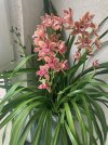 Cymbidium-C 2026-04-13*.jpg