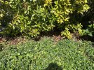 k-IMG_2816.JPEG
