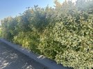 k-IMG_2882.JPG