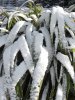 kl 1 Yucca spec  im Schnee 11022018a.JPG