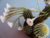 Echinopsis Hybride blühend 3 a.JPG