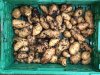Kartoffeln im Kübel_04_2019-10-27_01.jpg