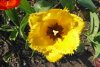 04 19 Tulpe gelb gezähnt 1 a verkleinert.jpg
