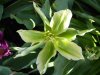 04 21 Tulpe grün Green Star 1 verkleinert.jpg