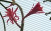 03 07 Aporocactus Ausschn..jpg