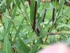 Oleander-Samen_2019_02.jpg