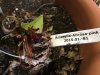 Amaryllis im Brugmansia-Kübel_2020-02_04.jpg