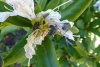 04 22 3 Dickmaulrüssler am Rhododendron a.jpg