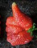 Erdbeer-Daumen.jpg