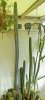 08 09 Cereus peruvianus total Ausschnitt a.jpg