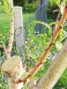 Pfirsich beschnitten Zweig2.jpg