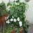 gladiole