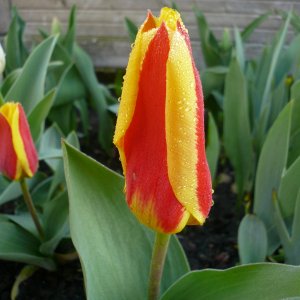 03 29 Tulpe rot gelb im Tau 1.JPG