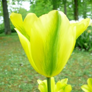 05 16 Tulpe gelb gruen 1.JPG