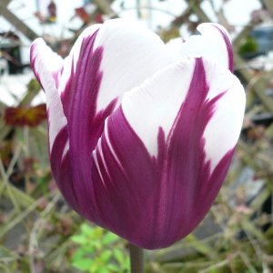05 16 Tulpe violett weiss.JPG