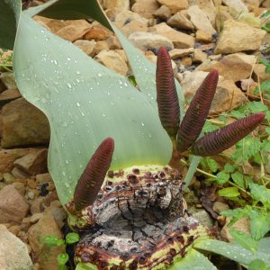 Welwitschie, botanischer Garten Dresden