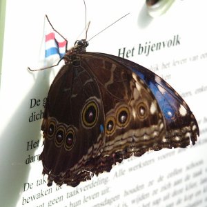 Schmetterling auf Werbeplakat.jpg