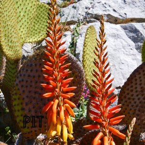 Botanischer Garten von Èze, Blütenstand von Aloe