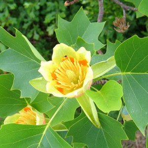 Tulpenbaum Blüte.png