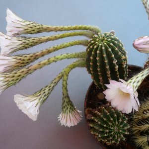 07 19 Echinopsis Hybride blühend