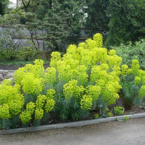 Euphorbia characias, Wolfsmilch, gesehen in Prag