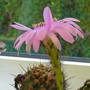 Blühende Echinopsishybride