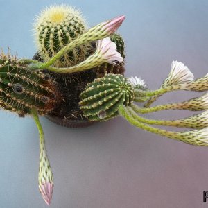 Ensemble blühender Echinopsis Hybriden
