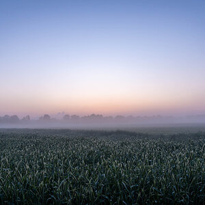 Getreidefeld bei Sonnenaufgang im Mai