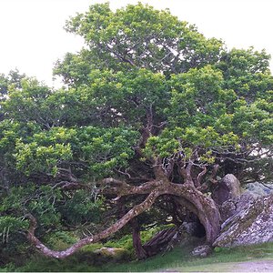 Der schönste Baum den ich in Irland gesehen habe