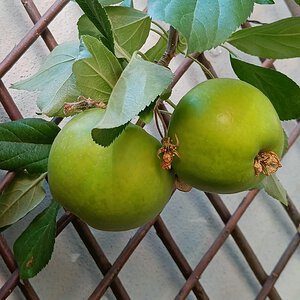 Apfel (Braeburn, unreif)