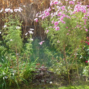 Grosse Cosmea2024.JPG