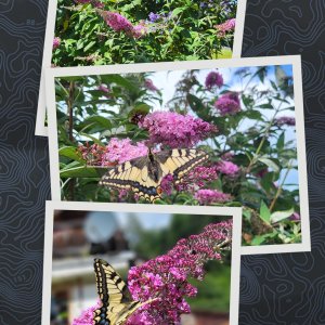 20220720_101431-COLLAGE.jpg