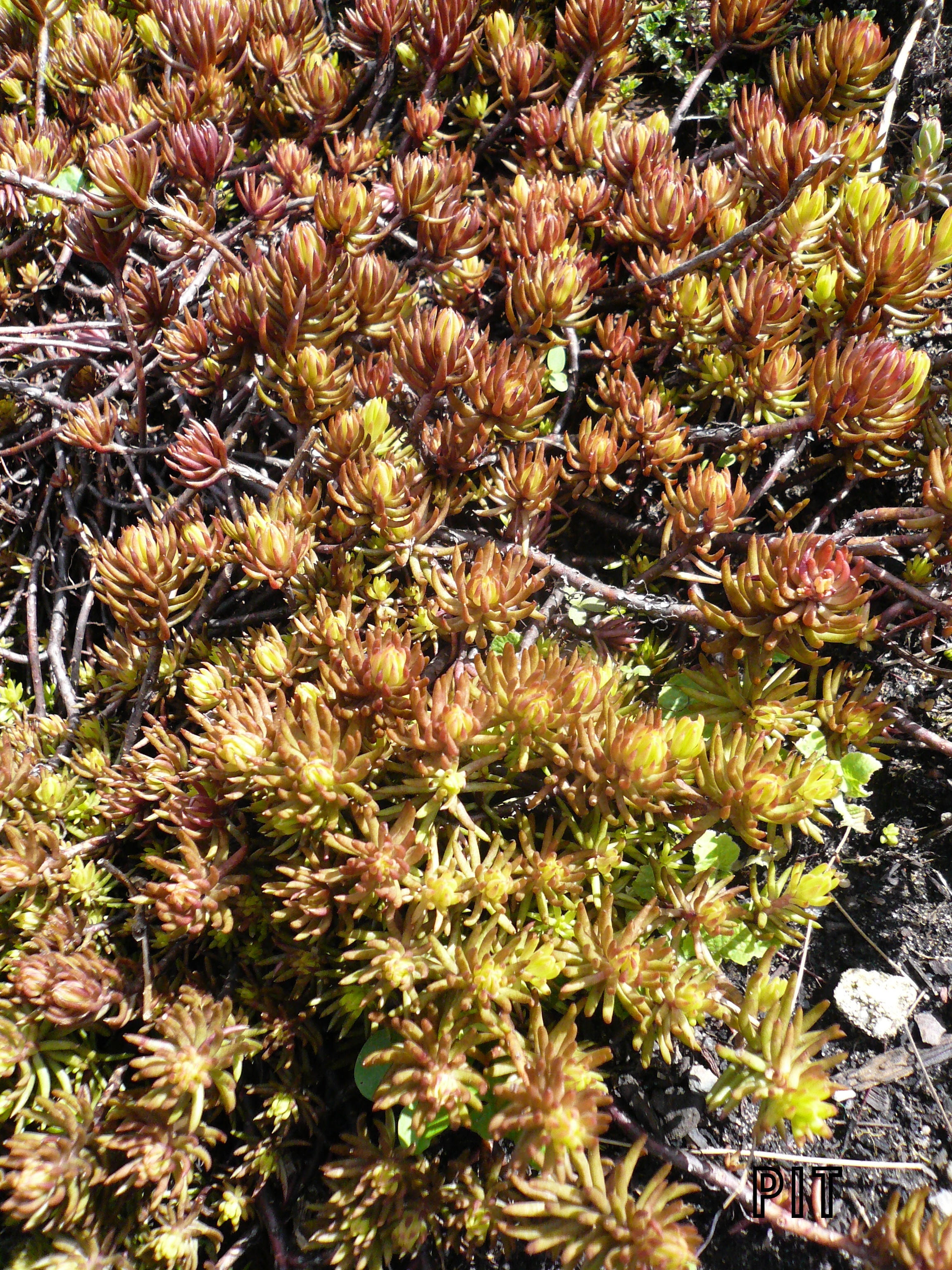 02 04 19 Sedum spez.