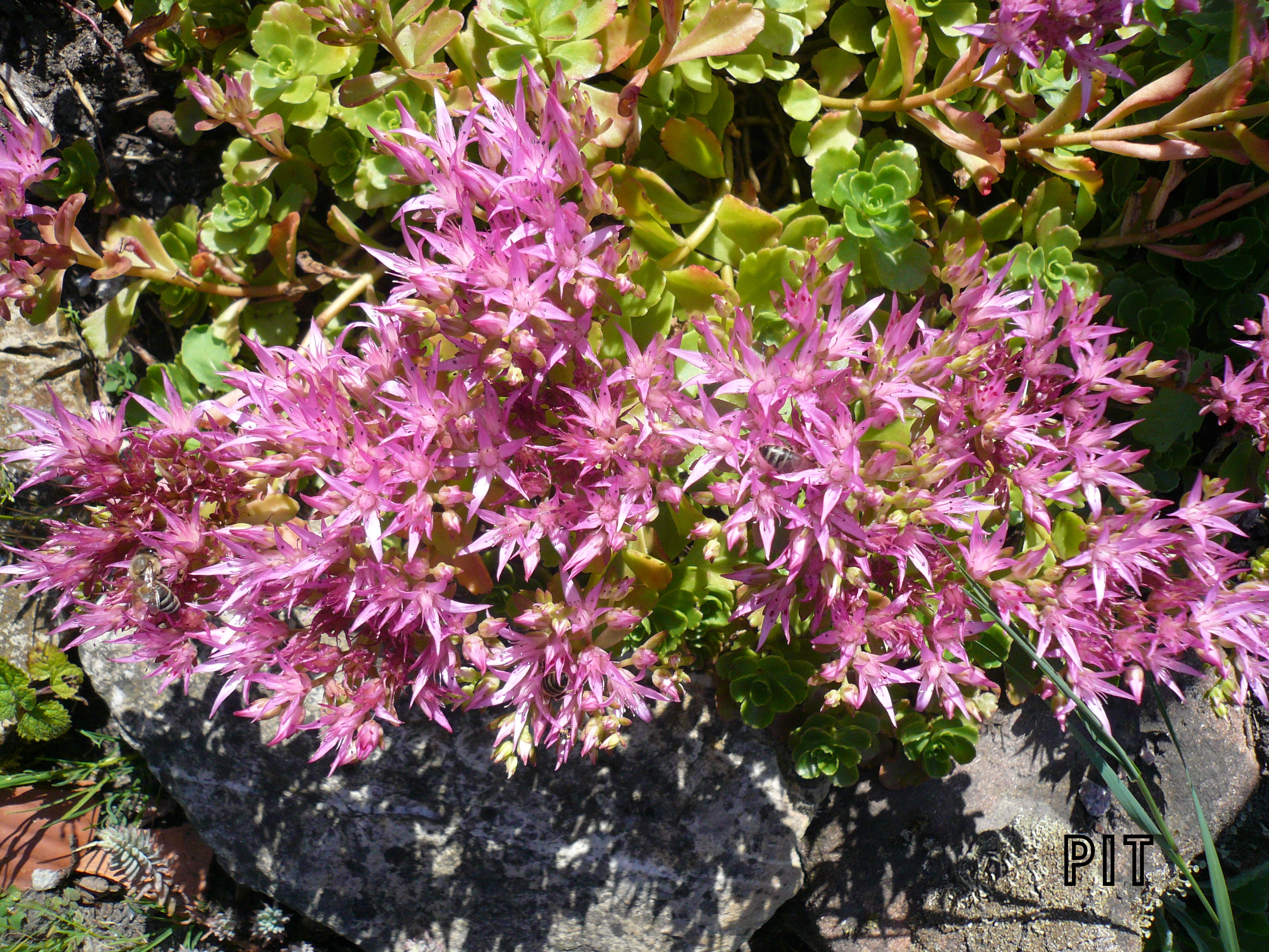 02 07 20 Sedum spez.
