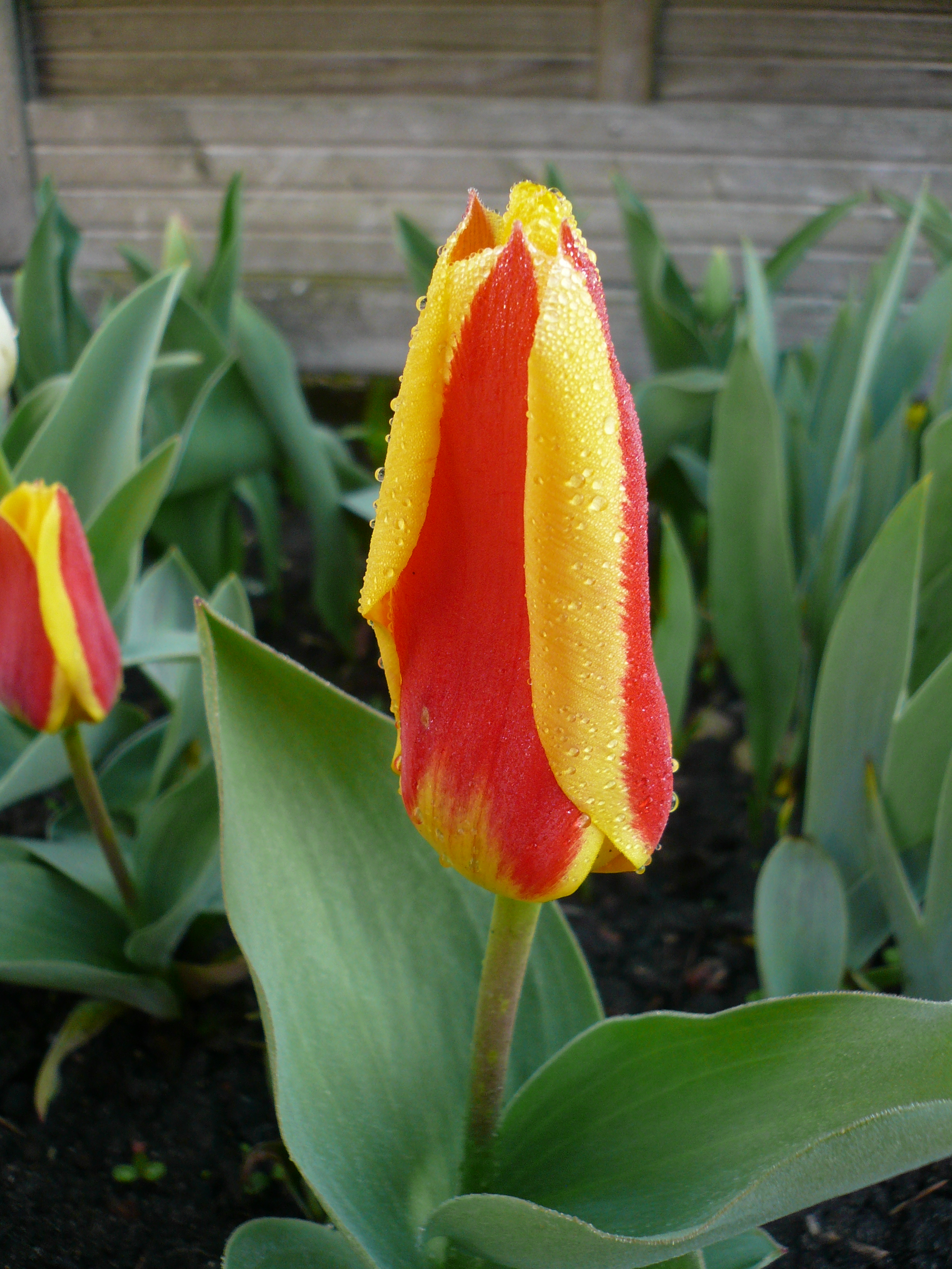 03 29 Tulpe rot gelb im Tau 1.JPG