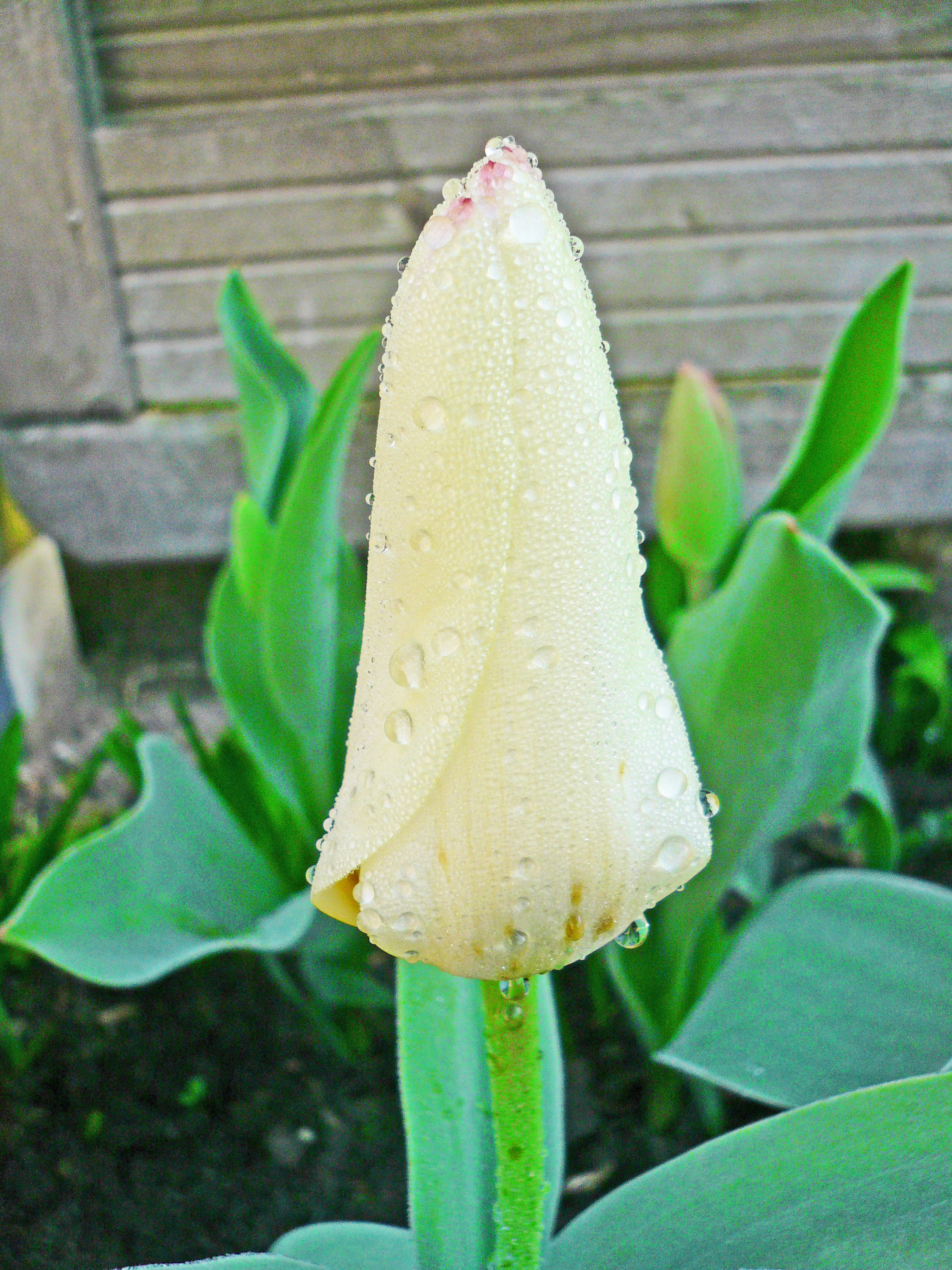 03 29 Tulpe weiss im Tau 1 a.jpg