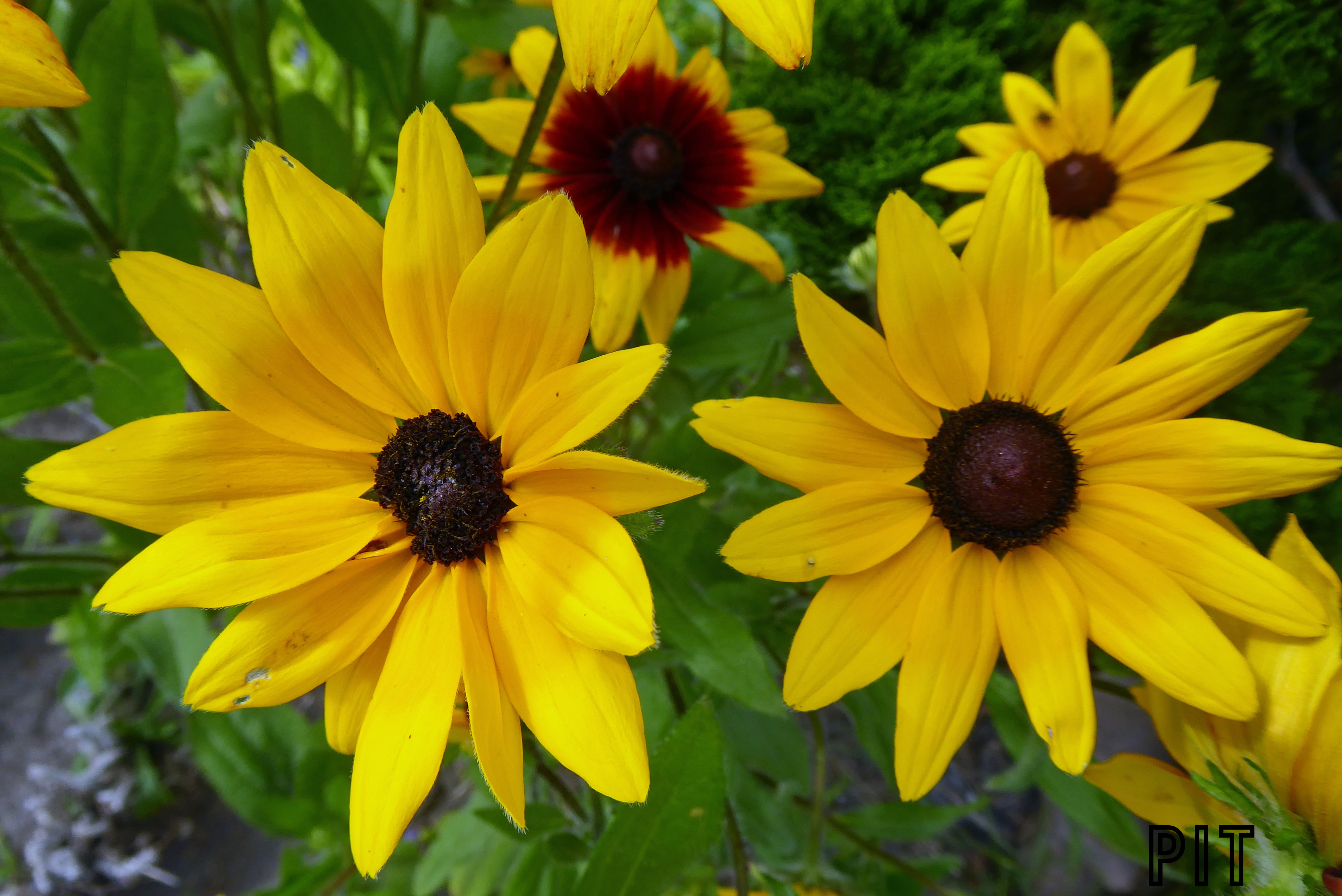 04 07 Sonnenhut, Rudbeckie