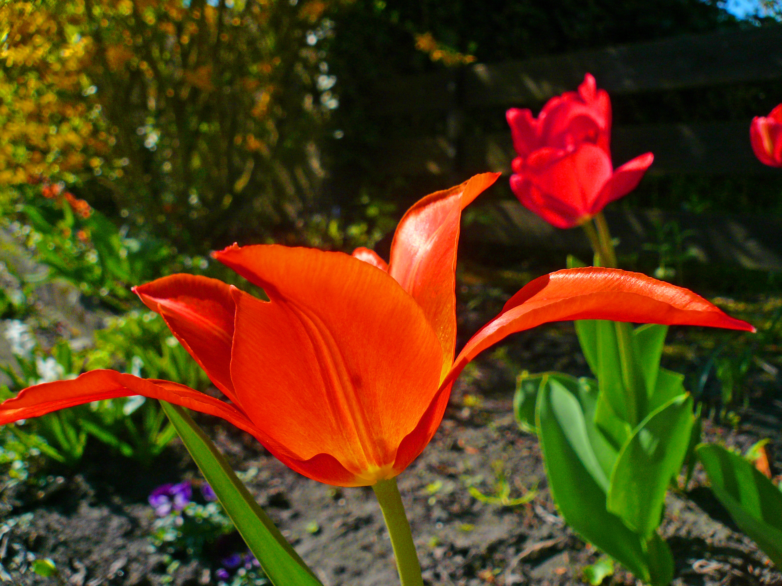 04 09 Tulpe rot mit Spitzen 1.jpg