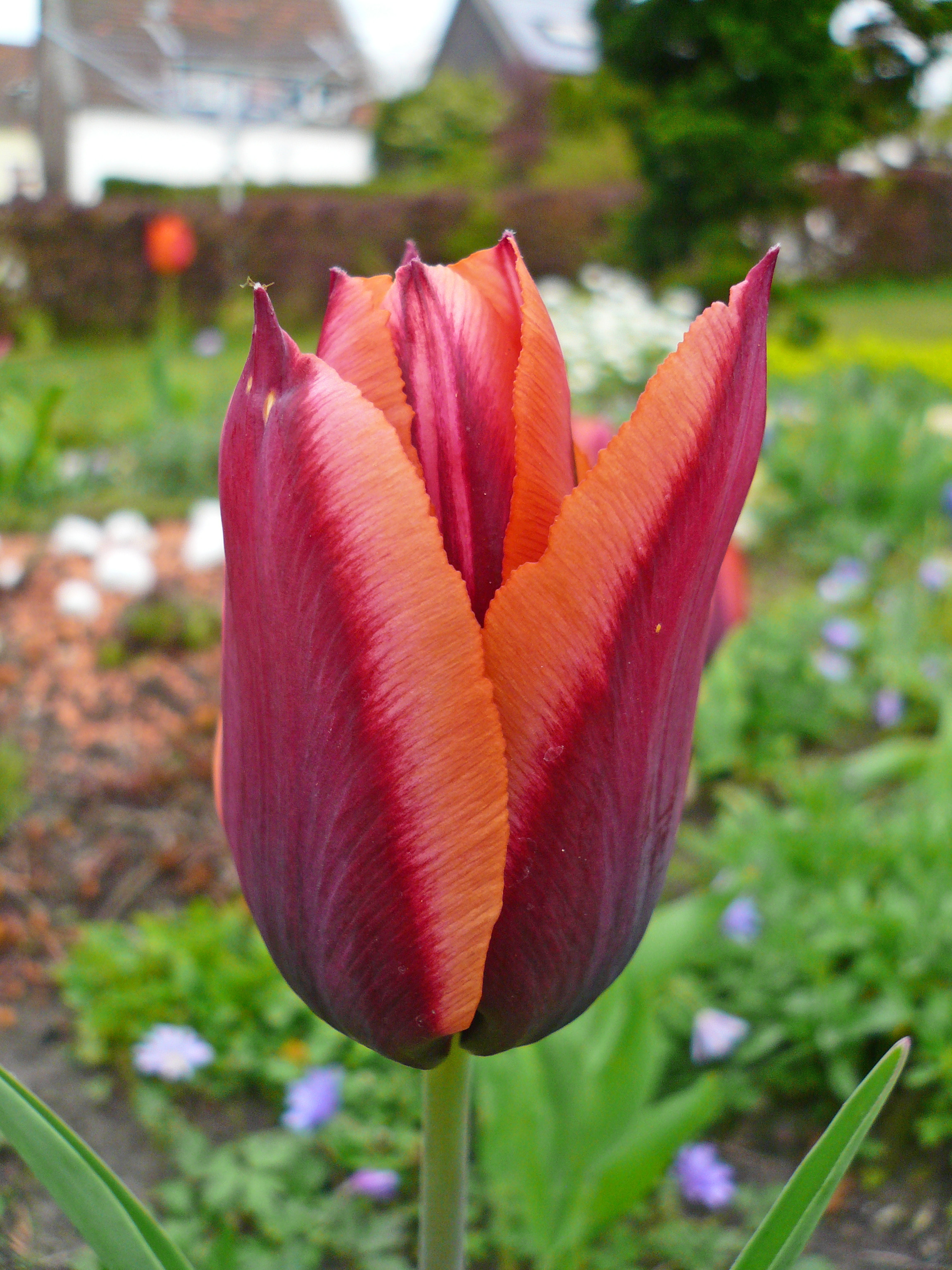 04 14 Tulpe Triumph Slawa rot ornge 1 a.jpg