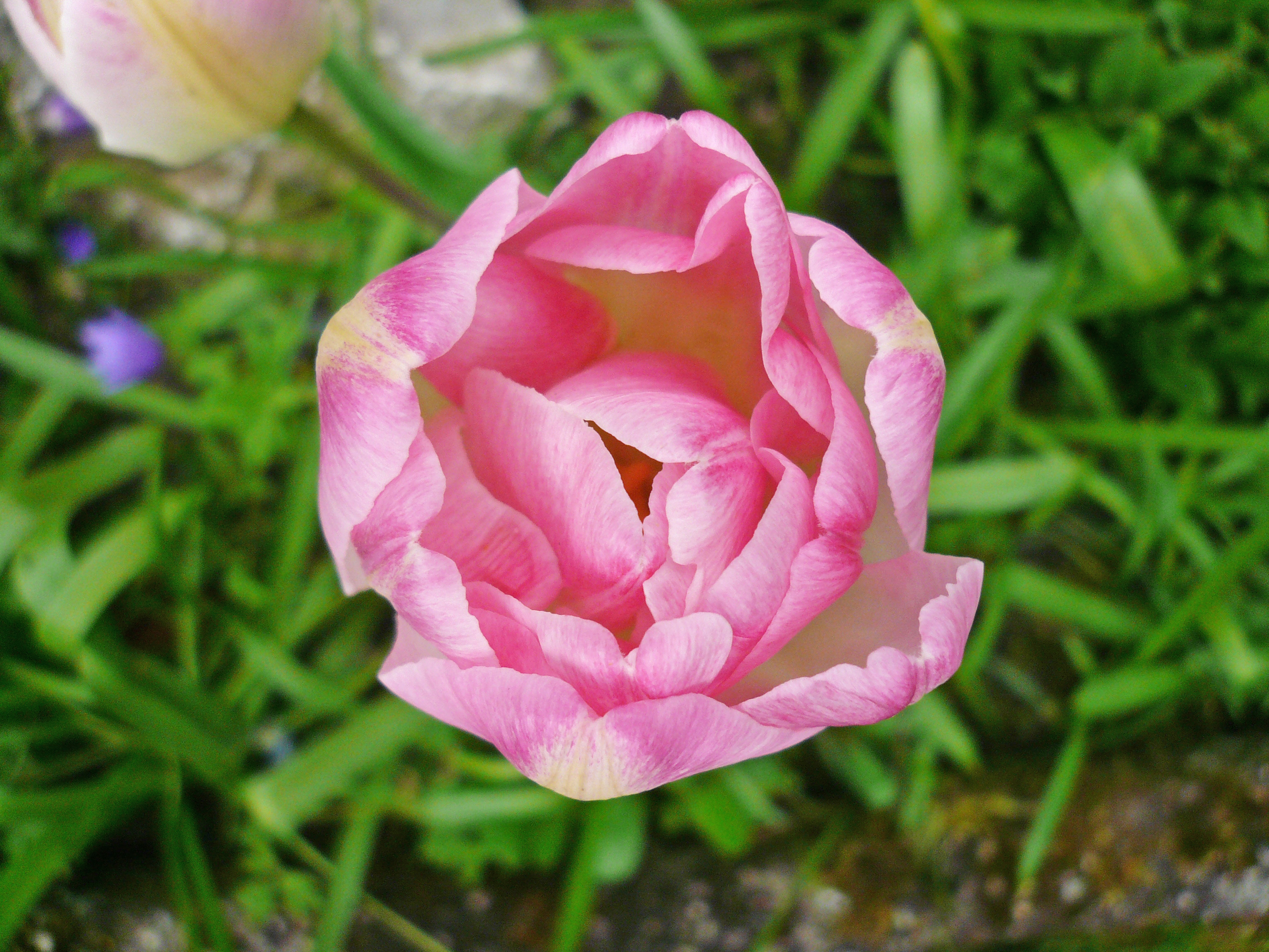 04 16 Tulpe rosa-weiß von oben a.jpg