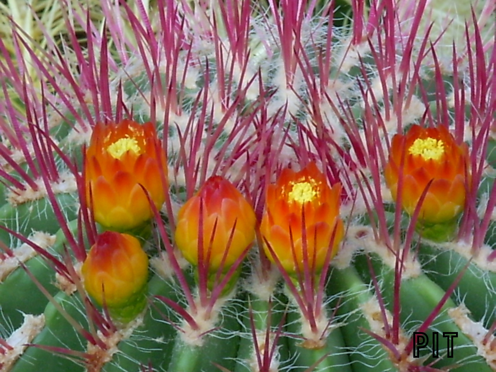 04 21 Kakteenblüten