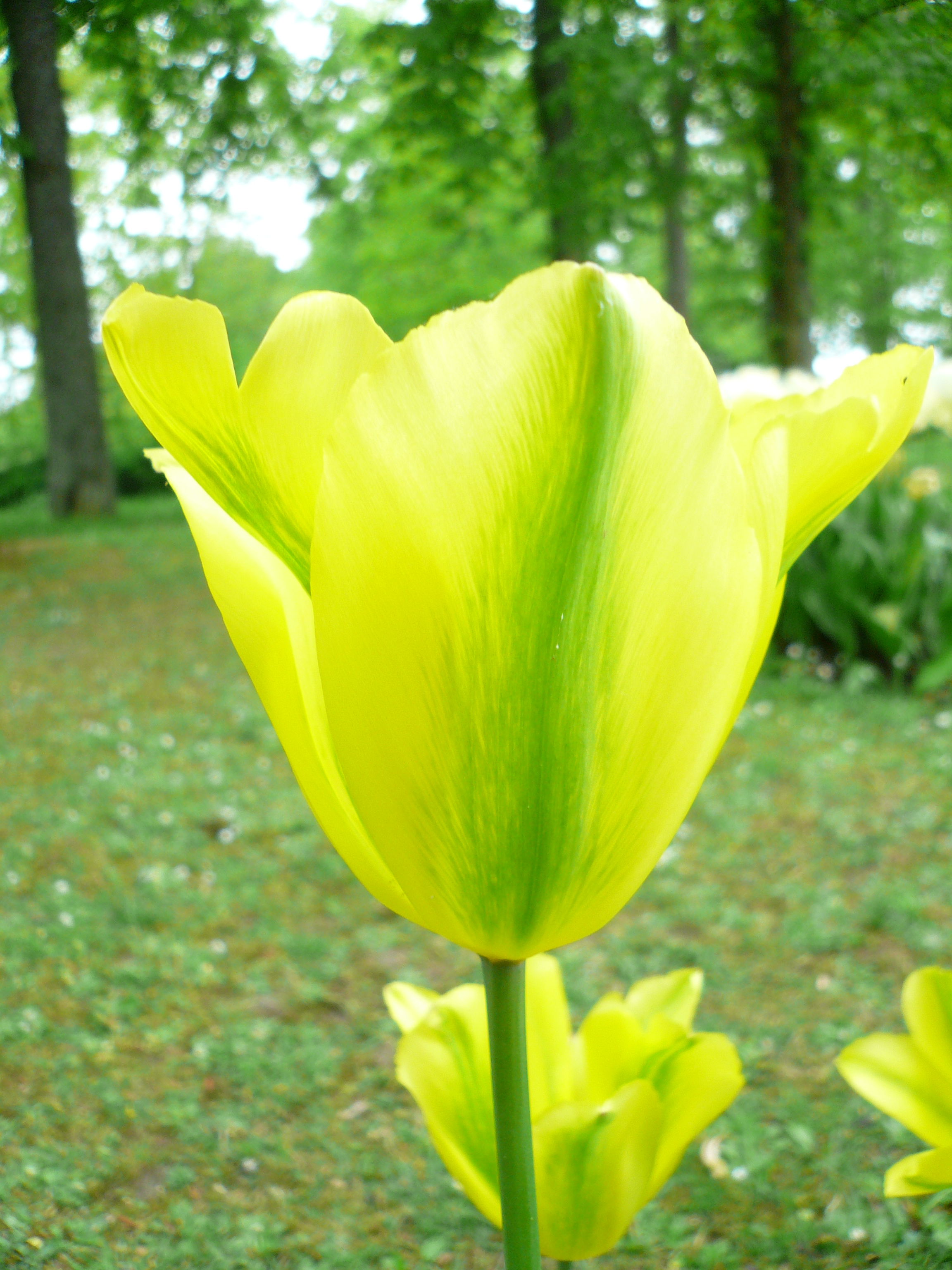 05 16 Tulpe gelb gruen 1.JPG