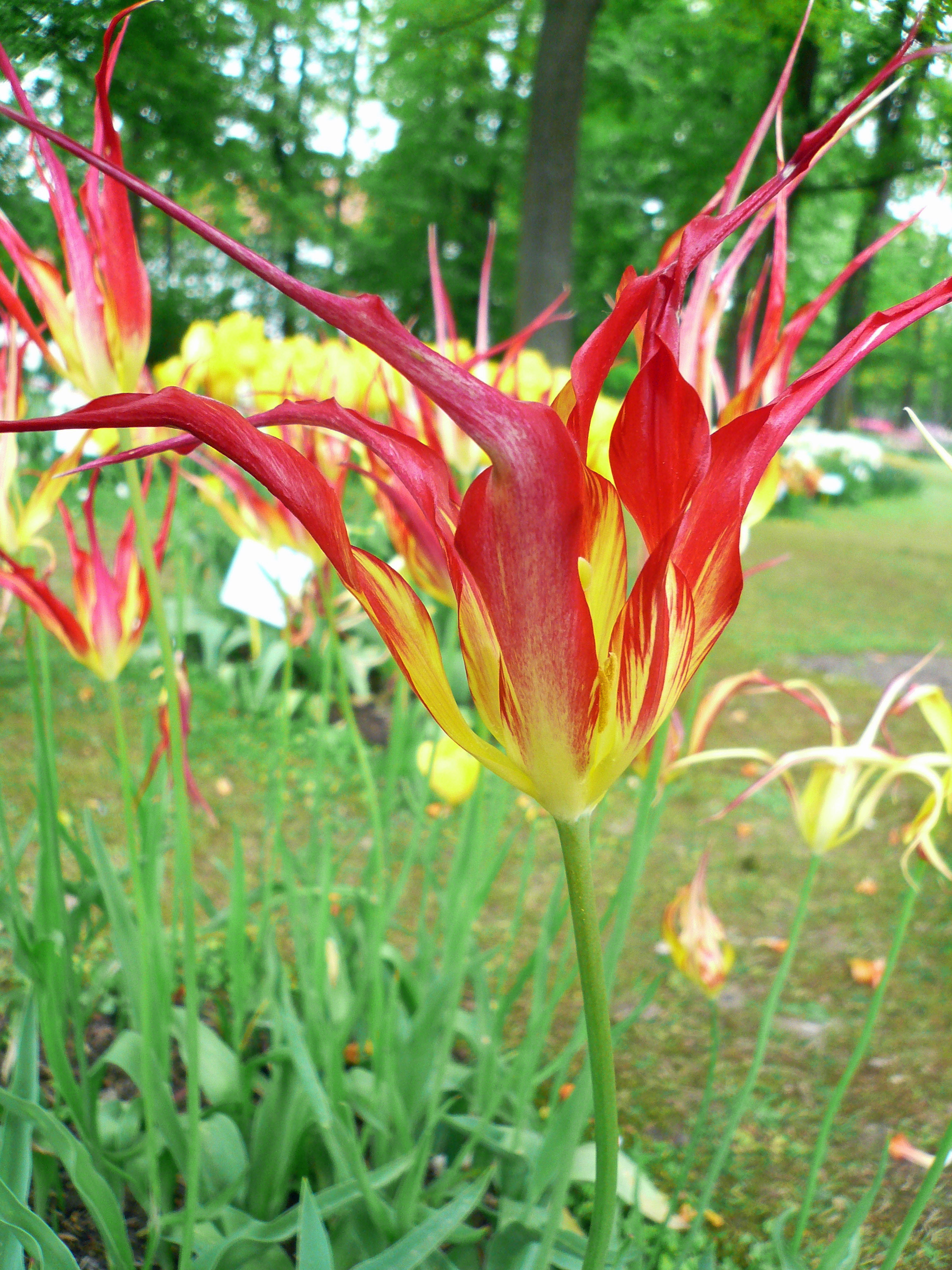 05 16 Tulpe rot gelb feingliedrig a.jpg