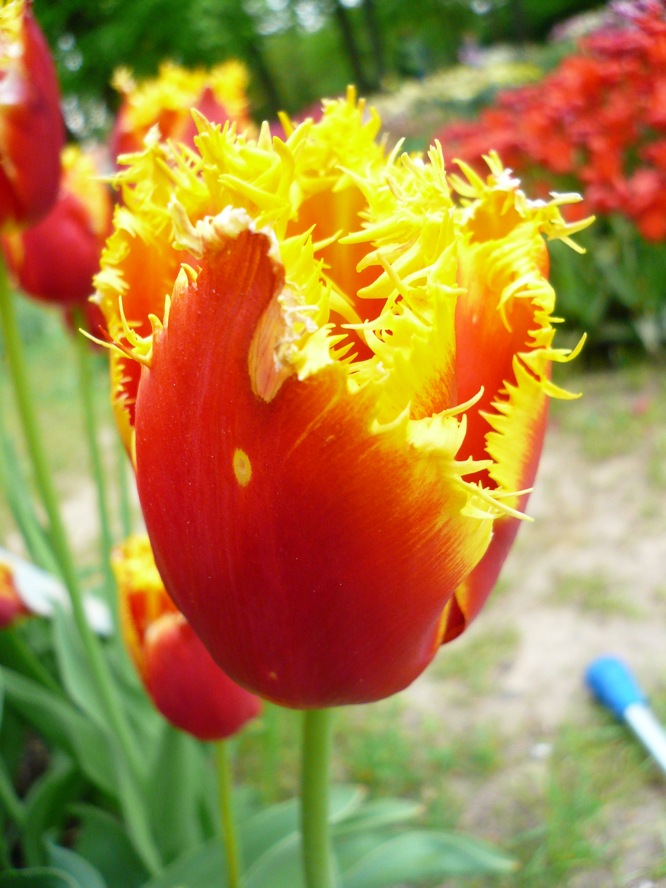 05 16 Tulpe rot gelb gefranst 1.JPG