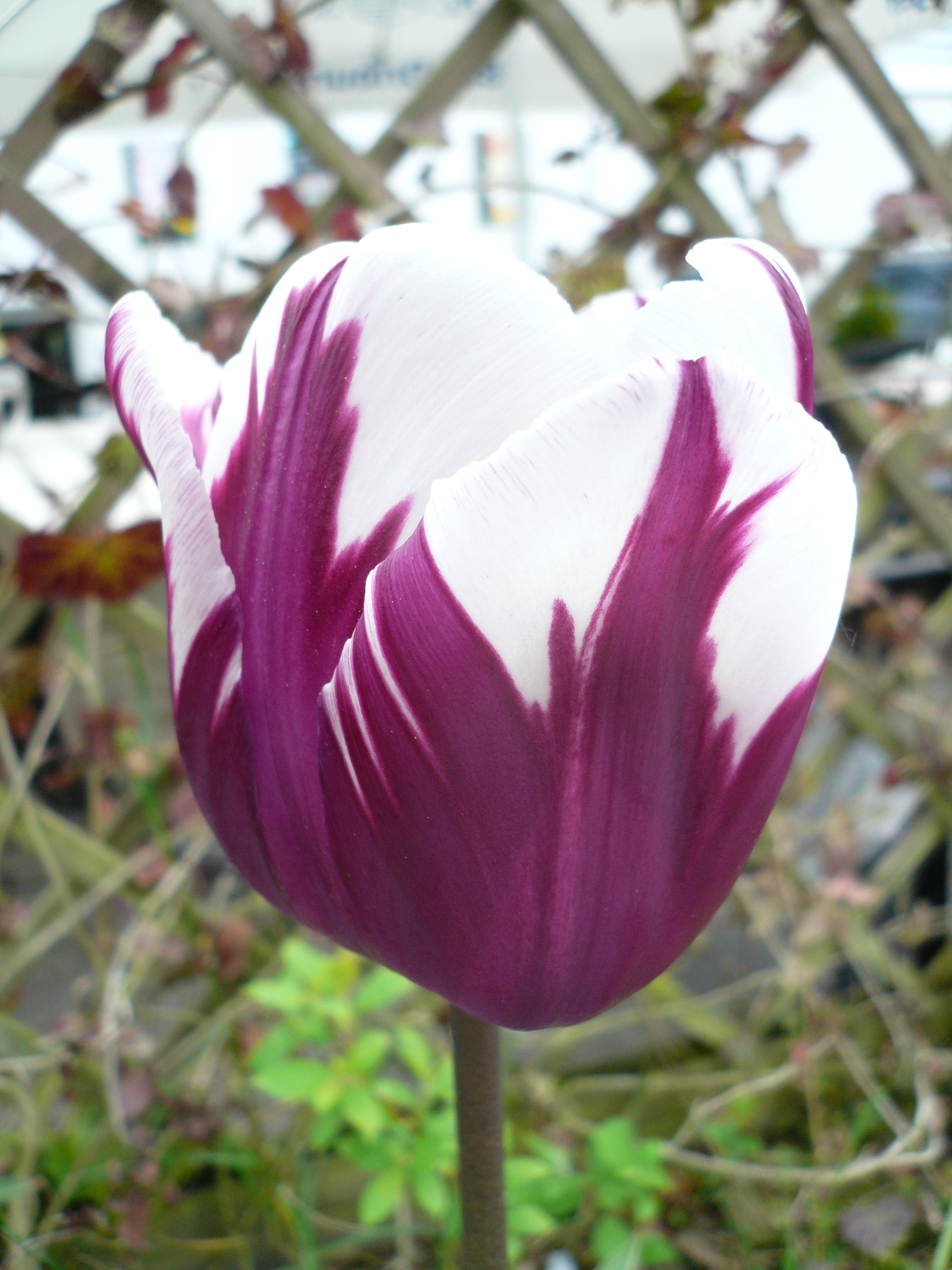 05 16 Tulpe violett weiss.JPG