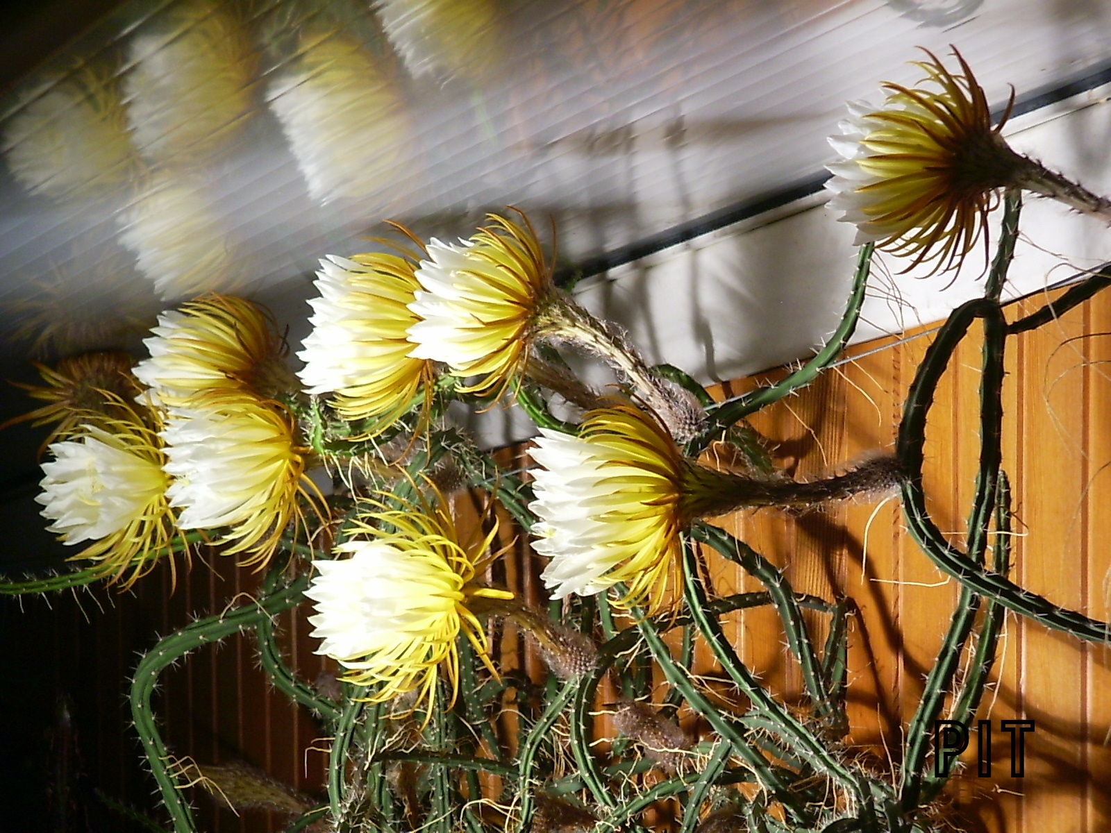 06 23  Blüten der Königin der Nacht