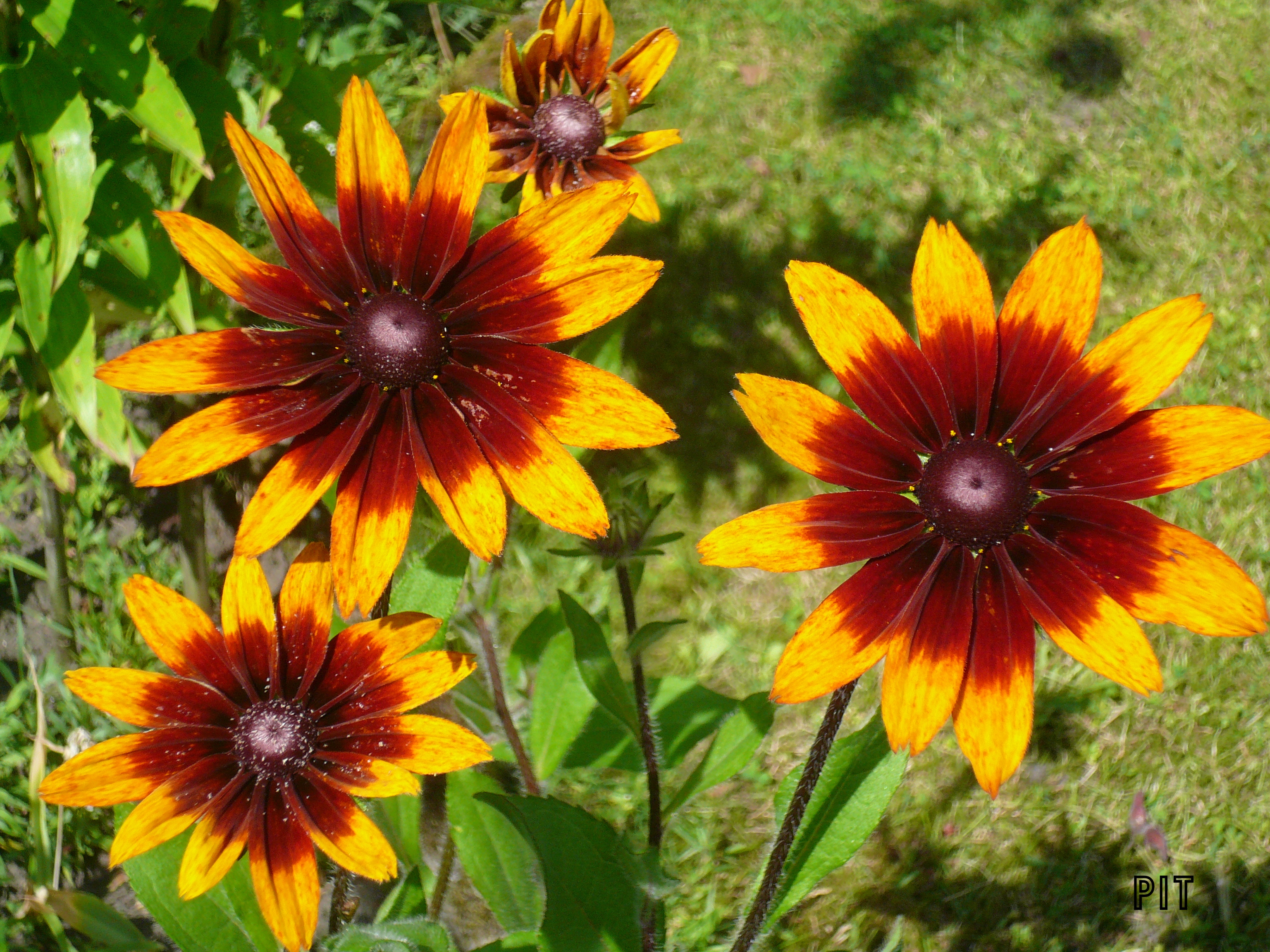 07 03 Sonnenhut 3 Blüten P.jpg