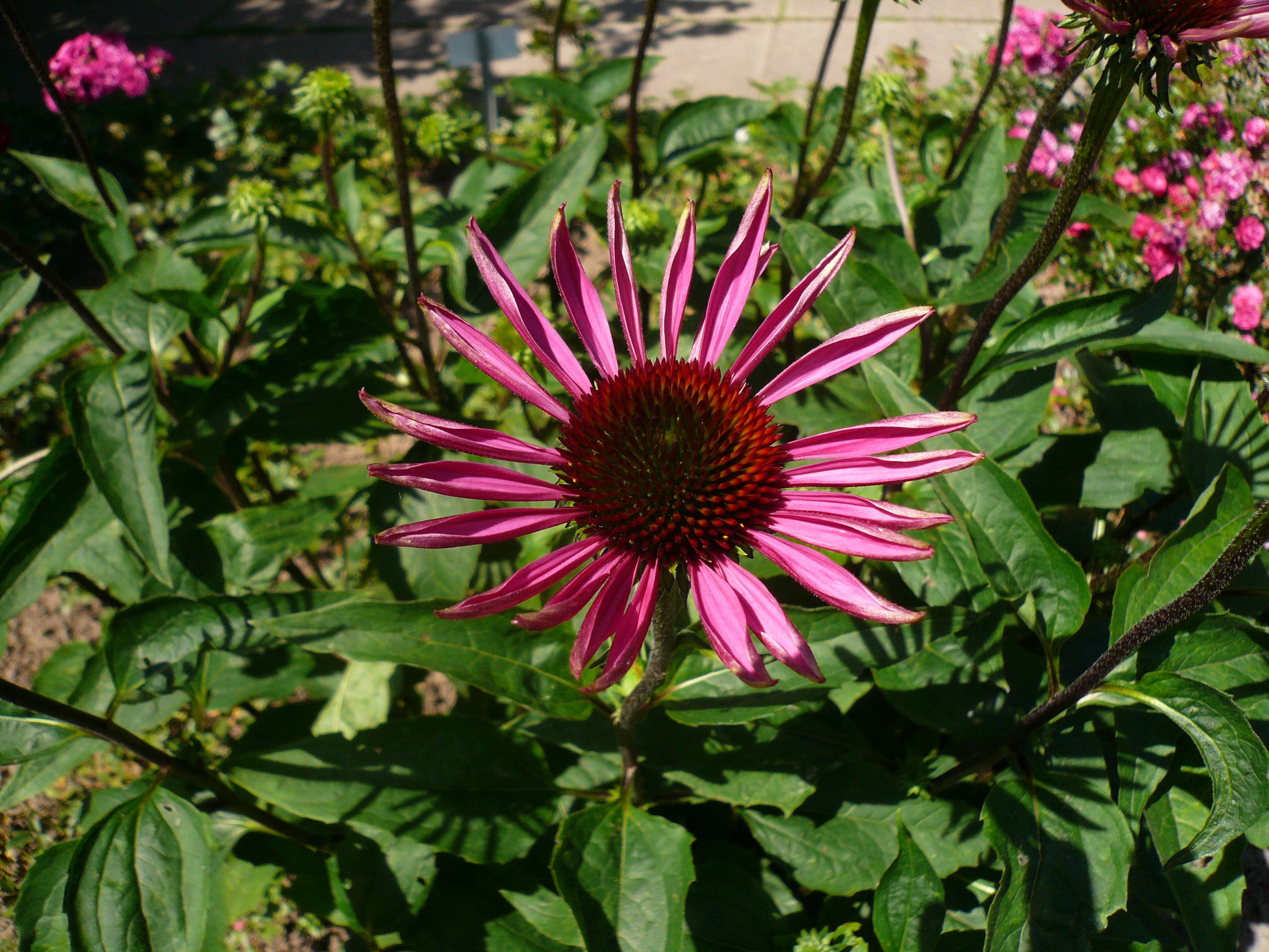 07 03 Sonnenhut rot Echinacea